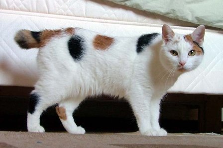 calico-manx.jpg