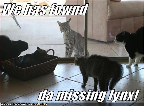 missing-lynx.jpg